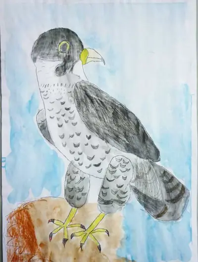 Falke auf einem Felsen